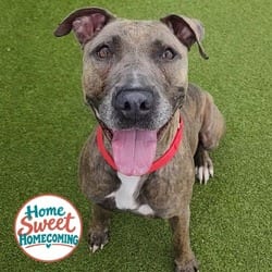 Photo of Rylee, adoptable American Bulldog in Lakeland, Florida