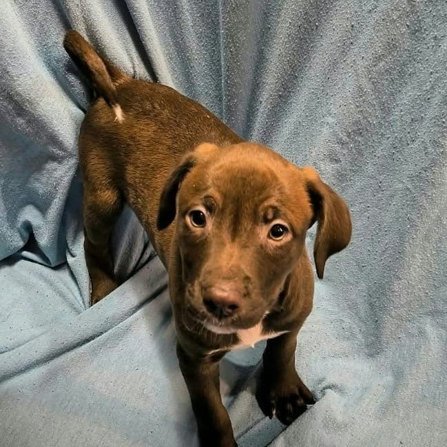 Photo of Millennium, adoptable Mixed Breed (Medium) in DeKalb, Illinois