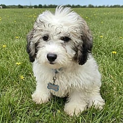 Photo of Mari, adoptable Shih Tzu in Union Grove, Wisconsin
