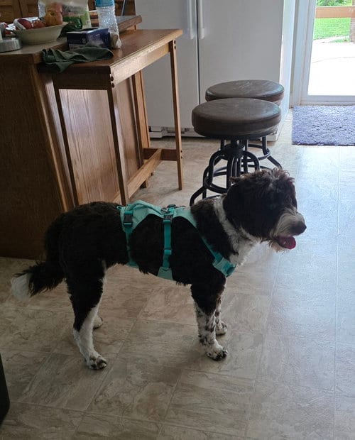 Photo of Maggee, adoptable Poodle (Miniature) in Mouth Of Wilson, Virginia