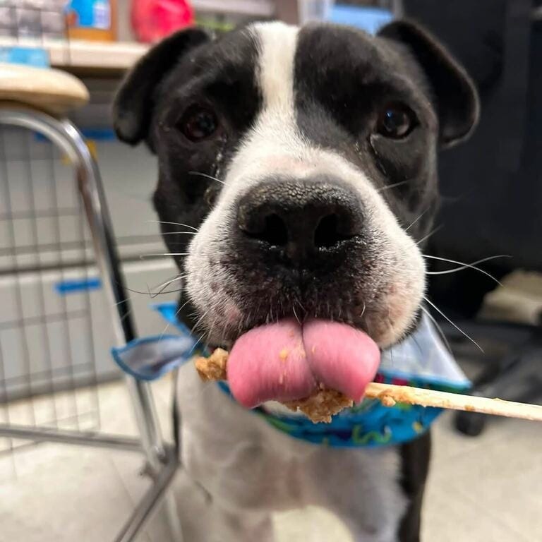 Photo of Jimmy, adoptable Terrier, Pit Bull / Mixed Breed (Large) in California, California