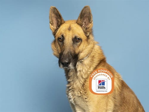Photo of Romeo, adoptable German Shepherd Dog in Phoenix, Arizona