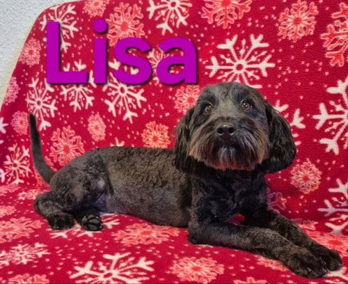 Photo of Lisa, adoptable Poodle (Miniature) in Imperial, Missouri