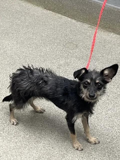 Photo of Jak Jak, adoptable Terrier in Las Vegas, Nevada