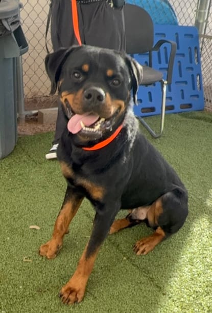 Photo of Zeke, adoptable Rottweiler in Gilbert, Arizona