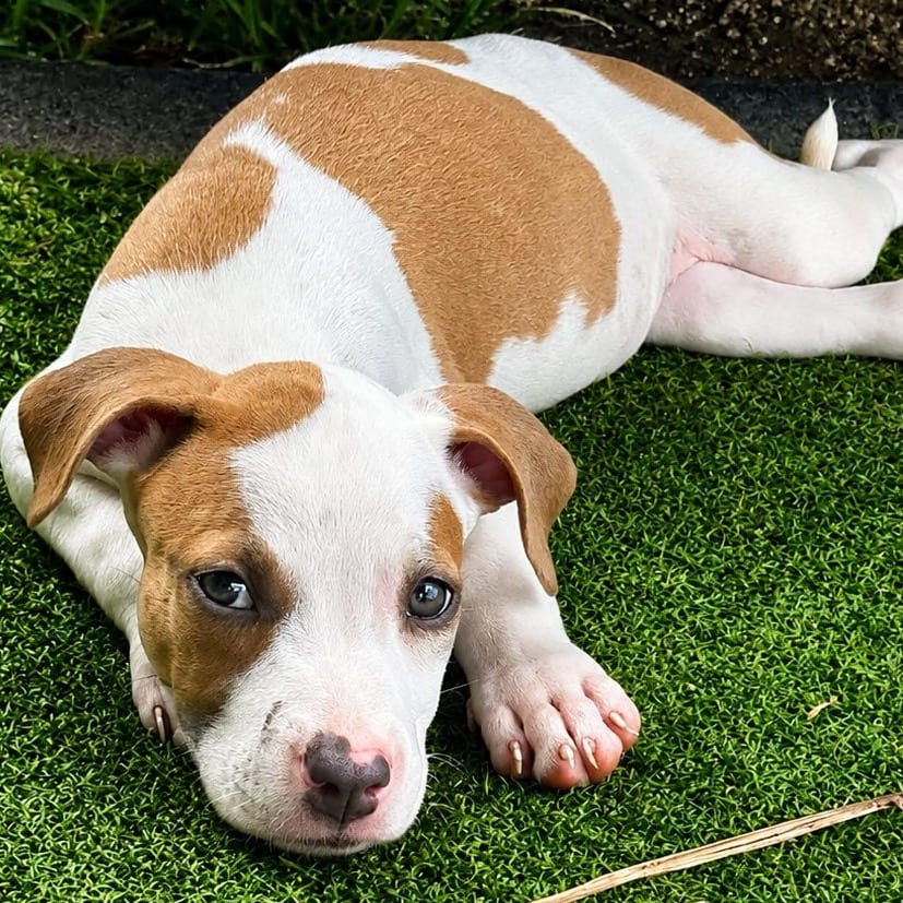 Photo of Suzu, adoptable Terrier, Pit Bull / Mix in Jefferson, New Jersey