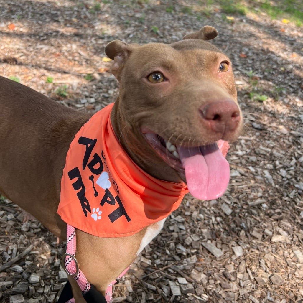 Photo of Vegas, adoptable Terrier, Pit Bull in Greensboro, North Carolina