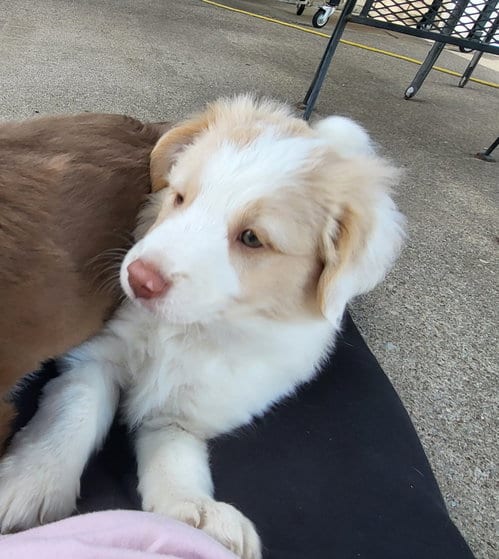Photo of Puppy 2, adoptable Australian Shepherd in McKinney, Texas