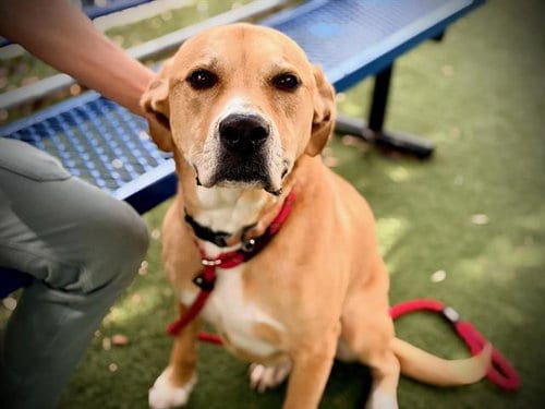 Photo of Mater, adoptable Labrador Retriever in Orlando, Florida