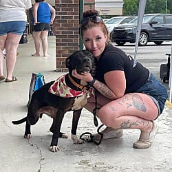 Photo of Jay jay, adoptable American Bulldog in Liberty, South Carolina