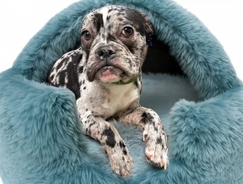 Photo of Knuckles, adoptable French Bulldog in Ft Lauderdale, Florida
