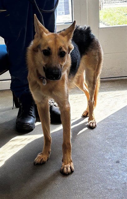 Photo of Samantha, adoptable German Shepherd Dog in Forestville, Maryland