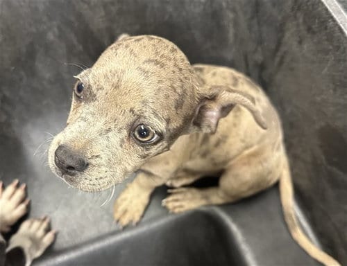Photo of Bearclaw, adoptable American Pit Bull Terrier in Phoenix, Arizona