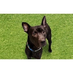 Photo of Logee, adoptable American Pit Bull Terrier in Ft Lauderdale, Florida