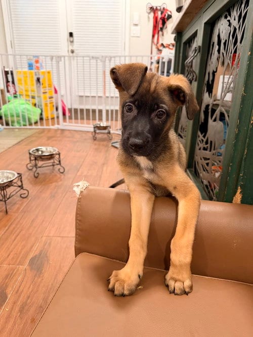 Photo of Bowie, adoptable Mountain Cur in Willingboro, New Jersey