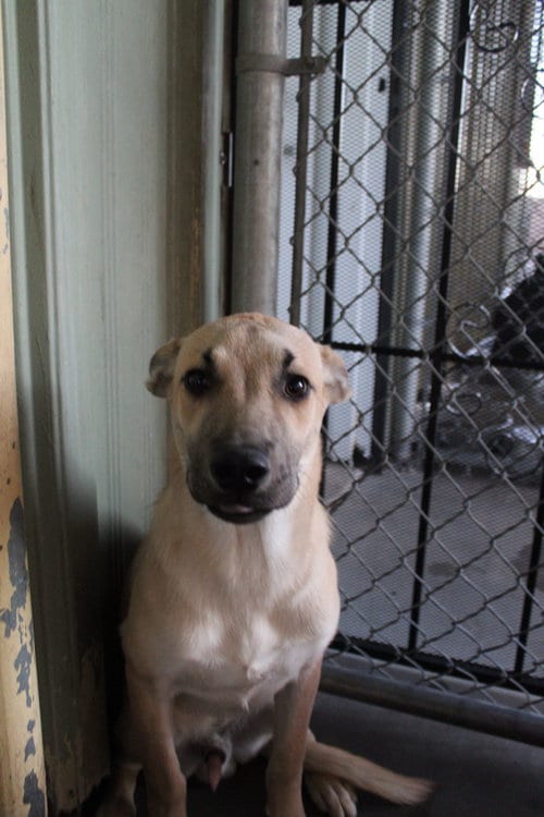 Photo of Sam, adoptable Shepherd in El Centro, California