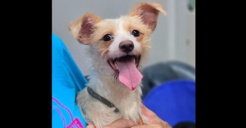 Photo of Canelo, adoptable Wirehaired Fox Terrier in Columbia, Tennessee