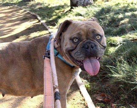 Photo of Angel, adoptable French Bulldog in Martinez, California