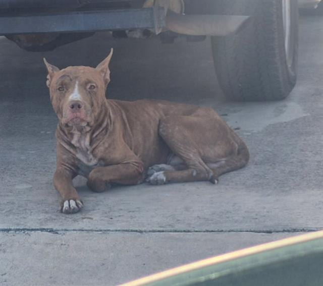 Photo of Senior Dog, adoptable dog in San Antonio, Texas