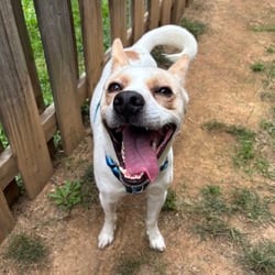 Photo of Rooster, adoptable Mixed Breed (Medium) in Frederick, Maryland