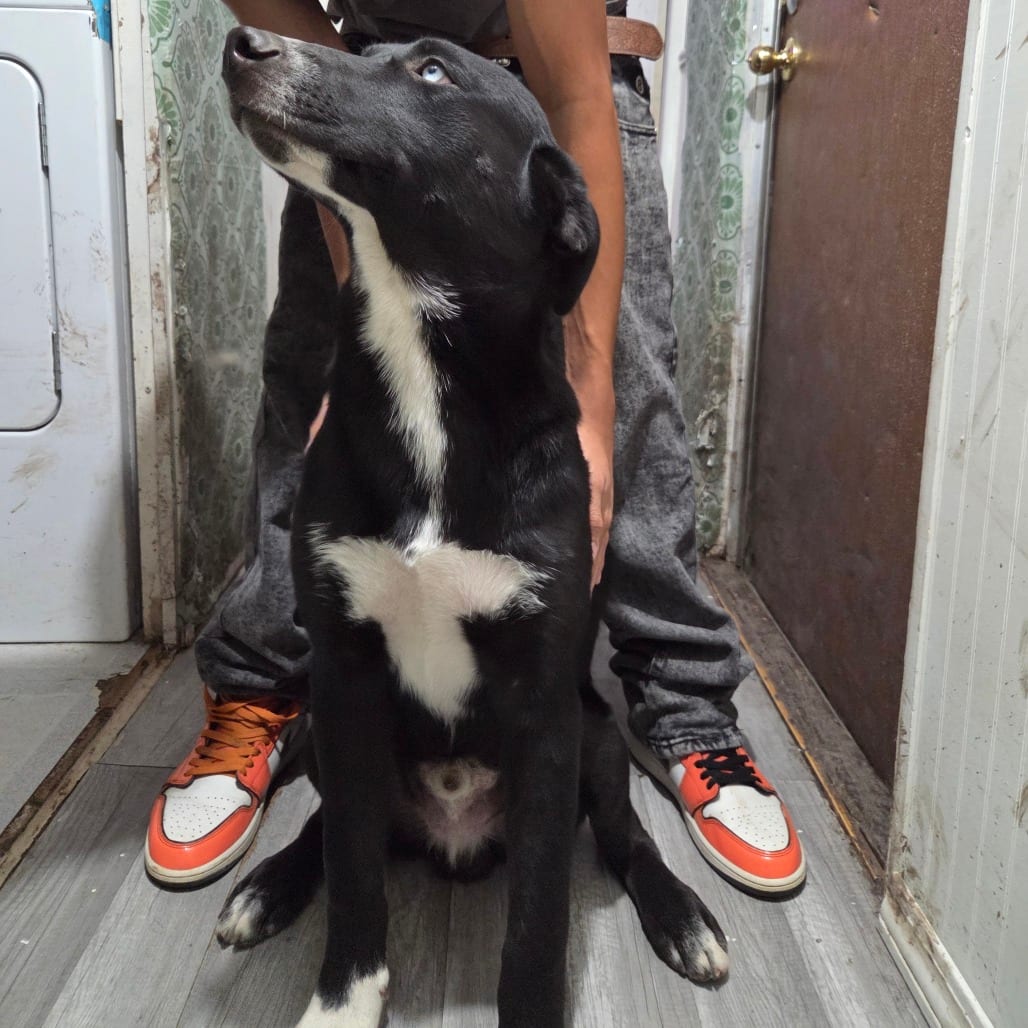 Photo of Rosie - Home to Home, adoptable Husky / Retriever, Black Labrador in South Elgin, Illinois