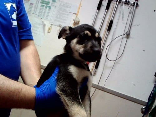 Photo of Damian, adoptable German Shepherd Dog in Martinez, California