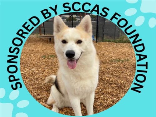 Photo of Kenai, adoptable Siberian Husky in Santa Cruz, California
