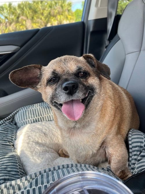 Photo of Buster Rhymes, adoptable Pug in oakland, Florida