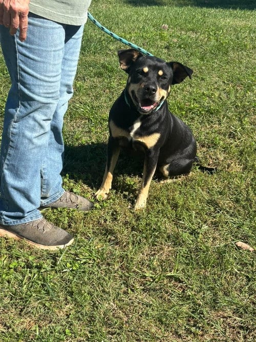 Photo of Annie - At shelter, adoptable Rottweiler in Rustburg, Virginia