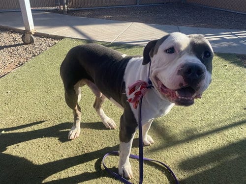 Photo of Trumpet, adoptable American Pit Bull Terrier in Phoenix, Arizona