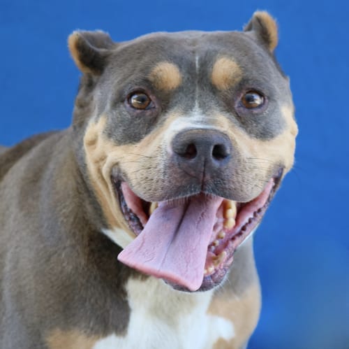 Photo of Amelia, adoptable Pit Bull Terrier in Pasadena, California