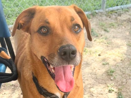 Photo of Pan, adoptable dog in Georgetown, Texas