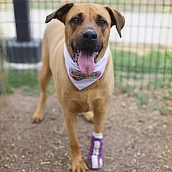 Photo of Nutmeg, adoptable Doberman Pinscher in Bullard, Texas
