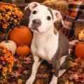 Photo of Josie, adoptable Pit Bull Terrier in Clinton Township, Michigan