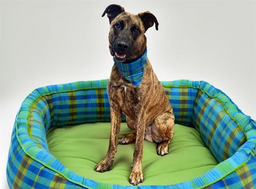 Photo of Devo, adoptable Dutch Shepherd in Ft Lauderdale, Florida