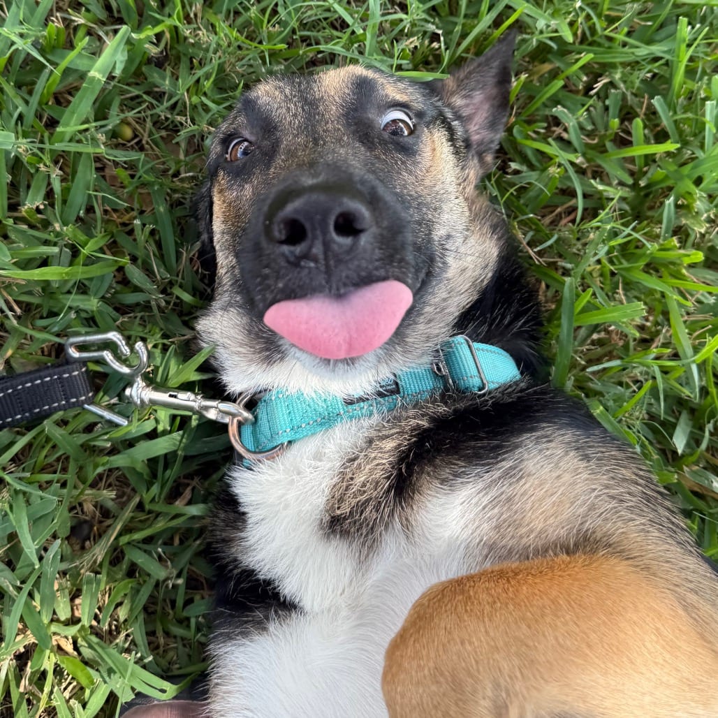 Photo of Hoagie, adoptable Corgi, Pembroke Welsh / Shepherd in San Antonio, Texas