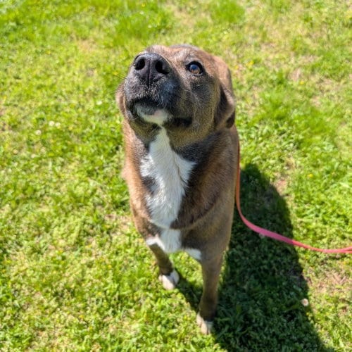 Photo of Valentina, adoptable Unknown breed in Shelburne, Vermont