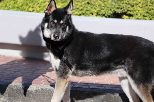 Photo of Melo, adoptable Siberian Husky in Walnut Creek, California