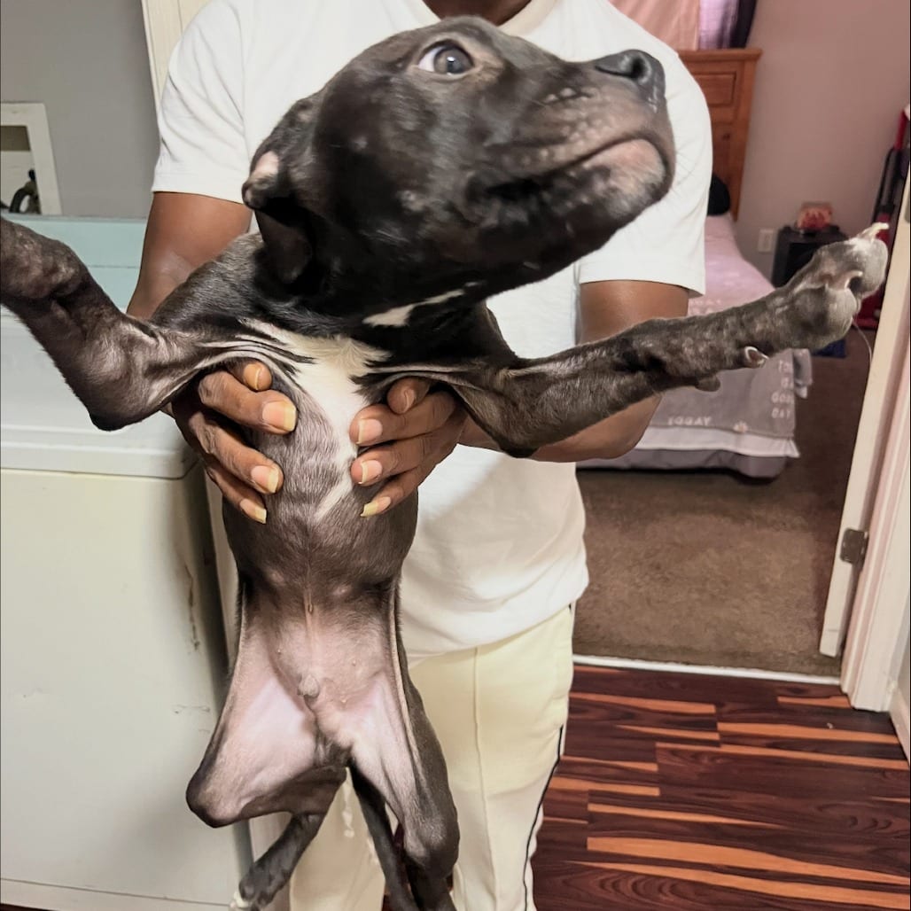 Photo of John R. Hughes (The Western Outlaw Pup), adoptable Mixed Breed (Medium) in St. Louis, Missouri