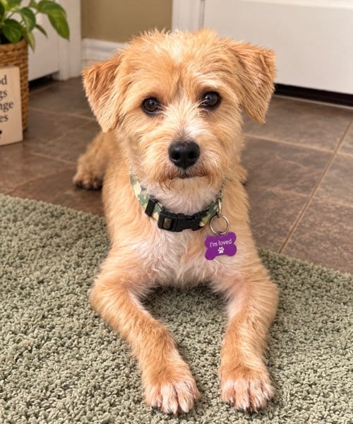 Photo of Shaggy, adoptable Terrier in Euless, Texas