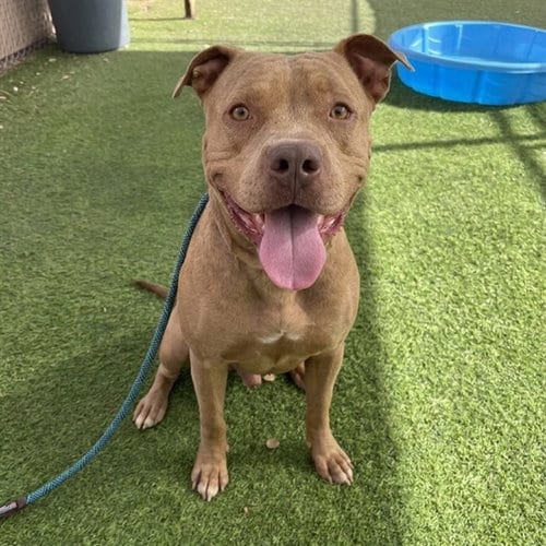 Photo of Brainiac, adoptable Catahoula Leopard Dog in Phoenix, Arizona