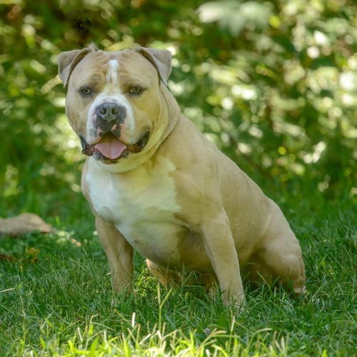 Photo of Haze, adoptable Bulldog in Brick, New Jersey