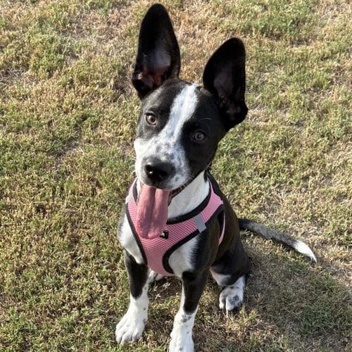 Photo of Dude, adoptable Australian Cattle Dog/Blue Heeler in San Antonio, Texas
