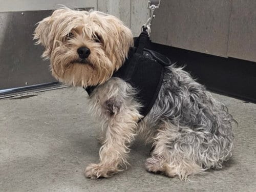 Photo of Peter Pan, adoptable Yorkshire Terrier Yorkie in Van Nuys, California