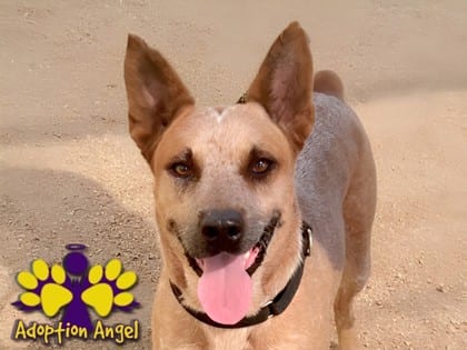 Photo of Red Ryder, adoptable dog in Georgetown, Texas