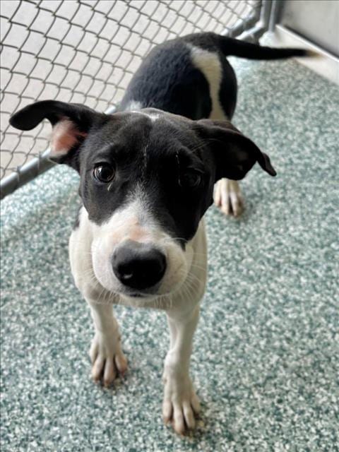 Photo of Anna, adoptable Treeing Walker Coonhound in Salisbury, North Carolina