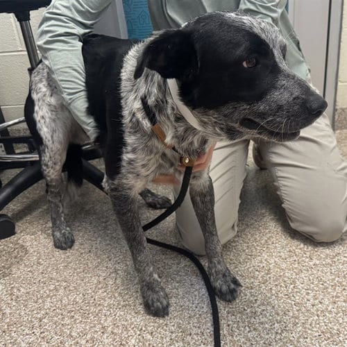 Photo of Franklin, adoptable Australian Cattle Dog/Blue Heeler in Pueblo, Colorado