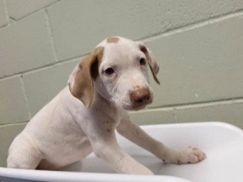 Photo of Loaded Mac, adoptable Pit Bull Terrier in Tulsa, Oklahoma