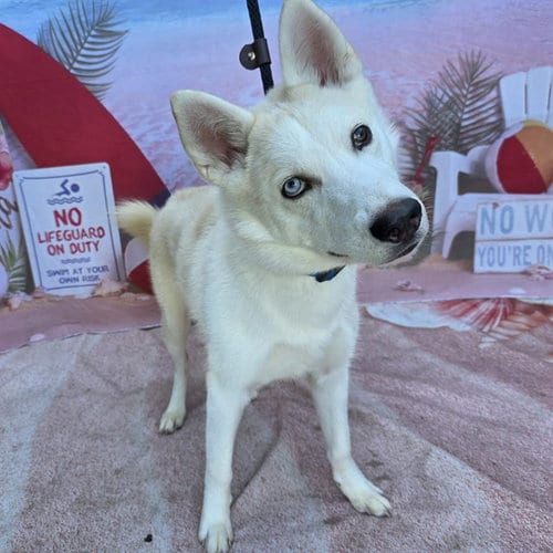 Photo of Finn, adoptable Siberian Husky in Long Beach, California