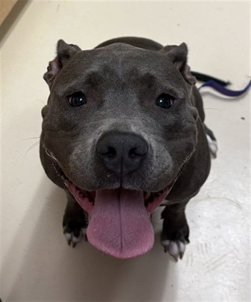 Photo of Prada, adoptable Staffordshire Bull Terrier in Center Township, Pennsylvania